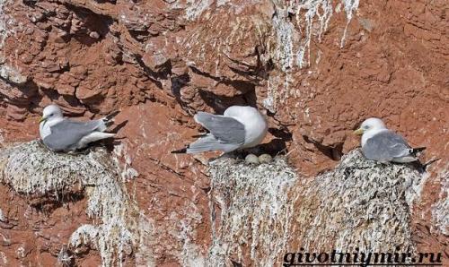 Чайка птица. Птица чайка. Образ жизни и среда обитания чайки