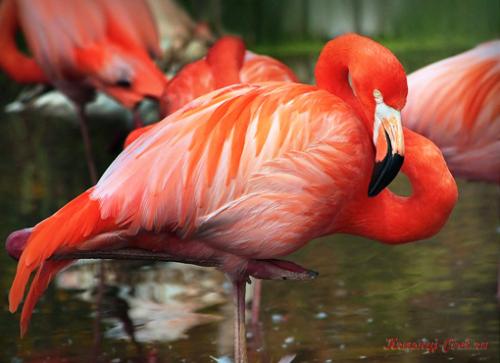 Красный фламинго — птица необыкновенной красоты, обитающая на Карибских островах