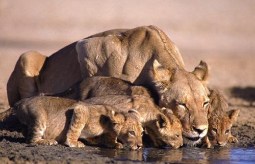 Берег Скелетов. Аномальный берег скелетов