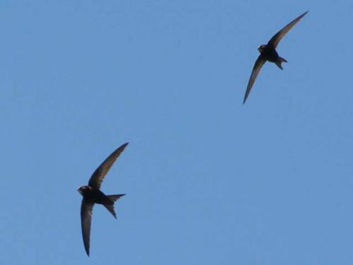 Миграция стрижей. Где живут птицы стрижи, когда они прилетают, как выглядят на фото