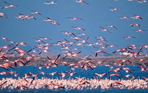 Где живут фламинго и как?