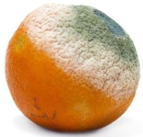 Что такое плесень. Плесень: что такое, какой бывает и почему появляется