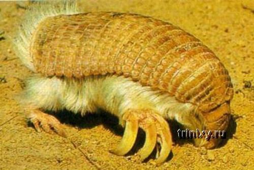 Необьяснимые существа. Самые странные существа на планете (фото)