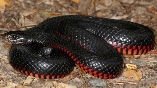 Змея в доме сонник. Змея в доме толкование сонника
