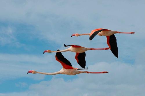 Где живут фламинго и как?