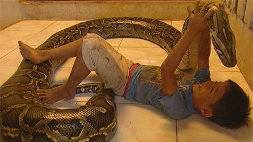 Змея в доме сонник. Змея в доме толкование сонника