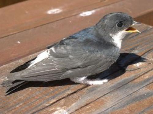 Миграция стрижей. Где живут птицы стрижи, когда они прилетают, как выглядят на фото