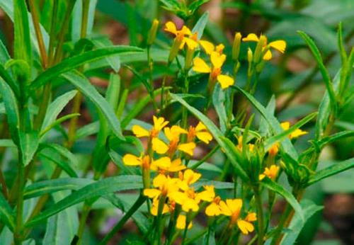 Анис и тархун. Как выглядит эстрагон (тархун)