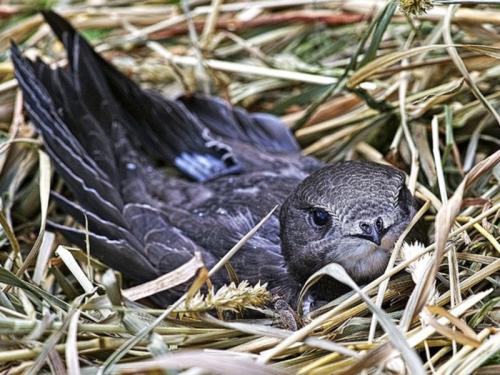 Миграция стрижей. Где живут птицы стрижи, когда они прилетают, как выглядят на фото