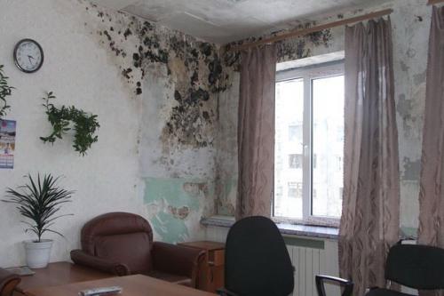 Черная плесень