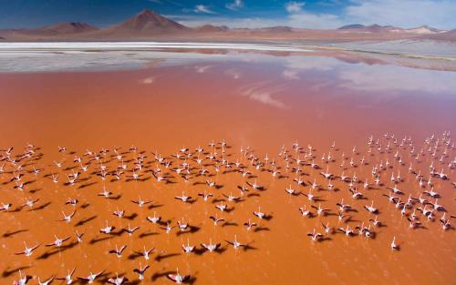 Где живут фламинго и как?