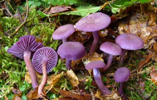 Лаковица аметистовая. Распространение и описание гриба лаковицы аметистовой (лиловой)