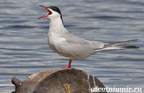 Чайка птица. Птица чайка. Образ жизни и среда обитания чайки