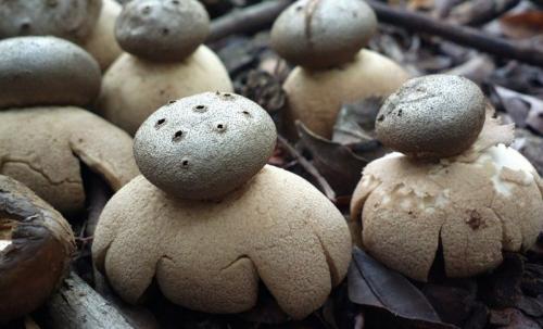 Необычные грибы. Самые необычные представители грибного царства