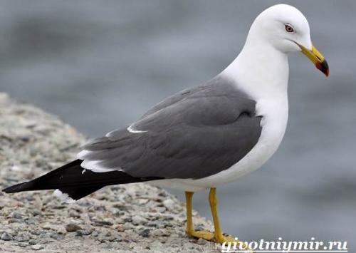 Чайка птица. Птица чайка. Образ жизни и среда обитания чайки