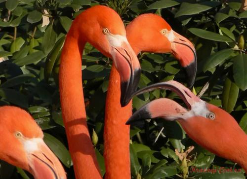 Красный фламинго — птица необыкновенной красоты, обитающая на Карибских островах