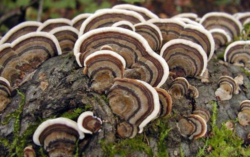 Необычные грибы. Самые необычные представители грибного царства