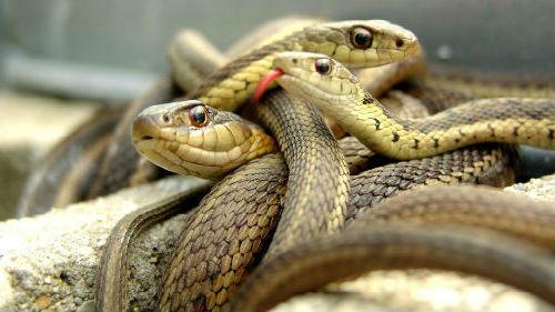 Змея в доме сонник. Змея в доме толкование сонника