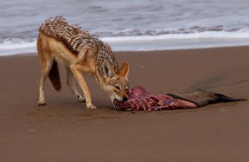 Берег Скелетов. Аномальный берег скелетов