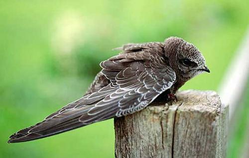 Стрижи спят в полете. Образ жизни и ареал обитания