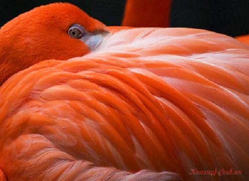 Красный фламинго — птица необыкновенной красоты, обитающая на Карибских островах