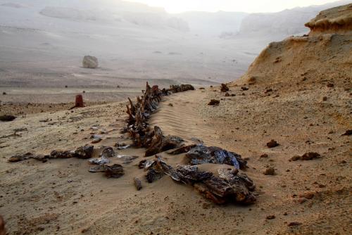 Берег Скелетов. Аномальный берег скелетов