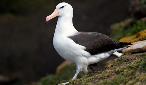 Альбатросовые. Ареал обитания в дикой природе