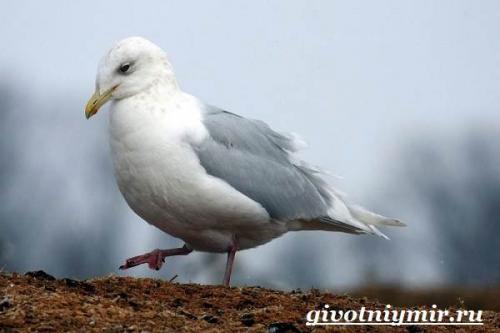 Чайка птица. Птица чайка. Образ жизни и среда обитания чайки