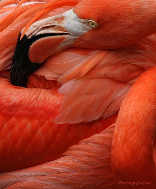 Красный фламинго — птица необыкновенной красоты, обитающая на Карибских островах