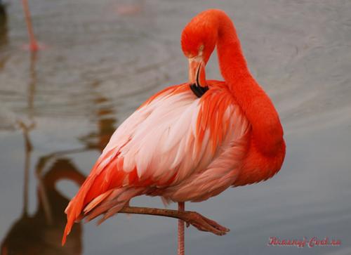 Красный фламинго — птица необыкновенной красоты, обитающая на Карибских островах