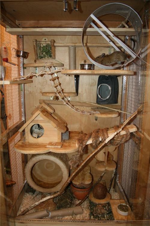 Дегу, маленькая домашняя белка