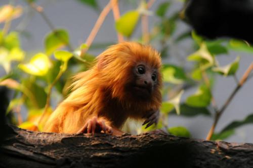 Золотистая игрунка. Золотистый львиный тамарин