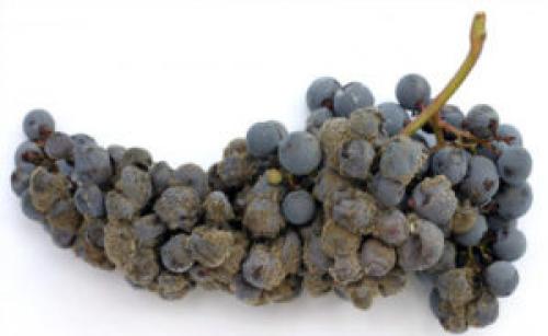 Что такое плесень. Плесень: что такое, какой бывает и почему появляется