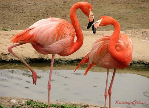 Красный фламинго — птица необыкновенной красоты, обитающая на Карибских островах