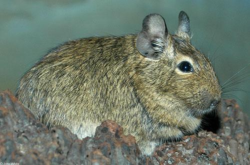 Дегу уход. Описание вида дегу