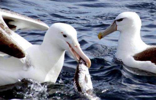 Странствующий альбатрос: питание