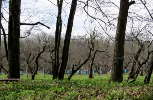 Ясная поляна. Усадьба Льва Толстого