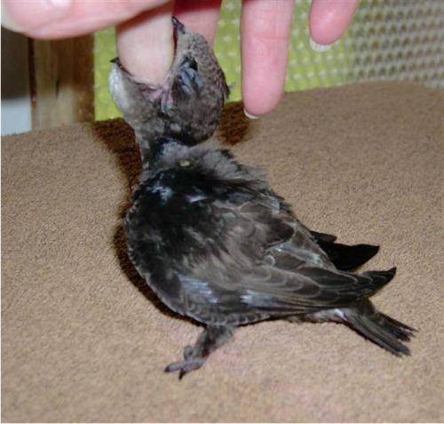 Стриж чем кормить. Черный стриж: чем кормить в домашних условиях птенца и взрослую особь?