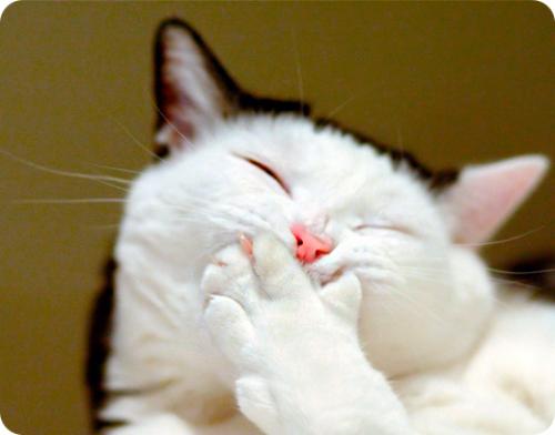 А знаете ли вы, что интересные факты о природе. Факты о живой природе