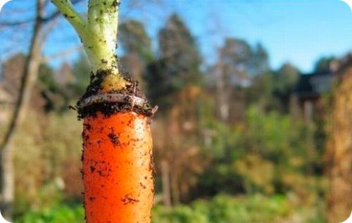 Рубрика знаете ли вы. А вы это знали? Интересные факты