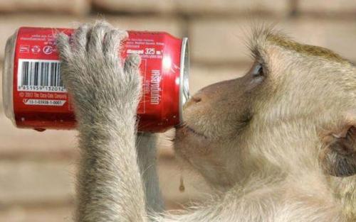 Факты о кулинарии. Интересные факты из мира кулинарии