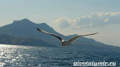 Чайка птица. Птица чайка. Образ жизни и среда обитания чайки