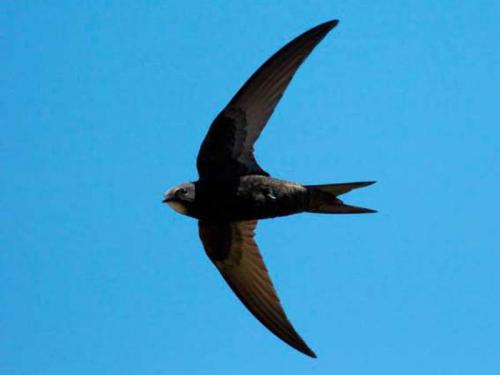 Миграция стрижей. Где живут птицы стрижи, когда они прилетают, как выглядят на фото