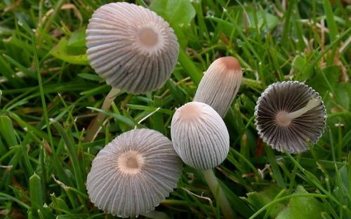 Необычные грибы. Самые необычные представители грибного царства