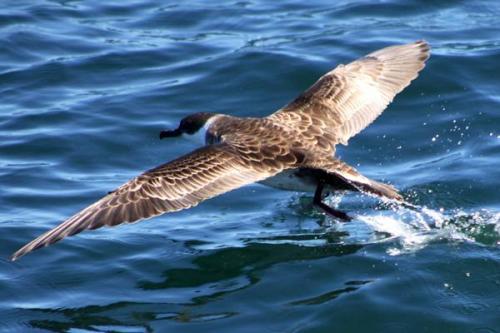 Буревестник: птица непогоды и символ моря