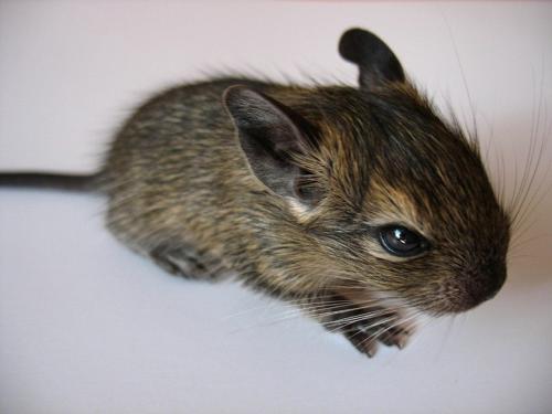 Дегу, маленькая домашняя белка