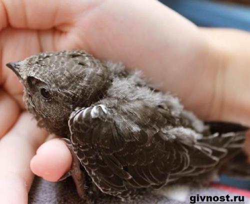 Где живут стрижи. Характер и образ жизни