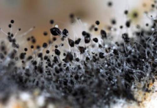 Что такое плесень. Плесень: что такое, какой бывает и почему появляется