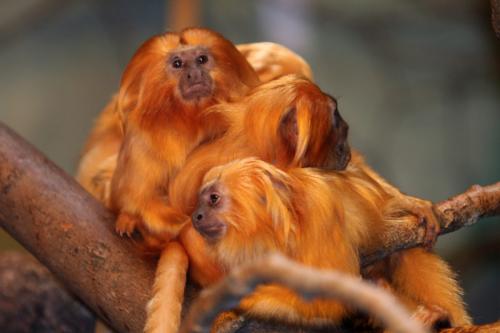 Золотистая игрунка. Золотистый львиный тамарин