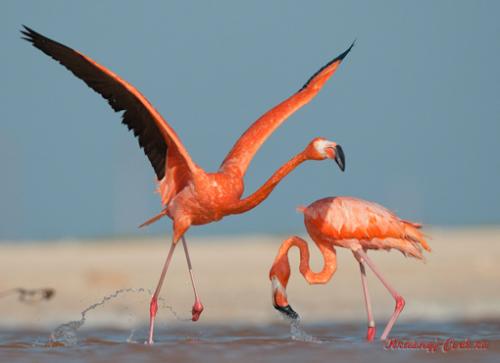 Красный фламинго — птица необыкновенной красоты, обитающая на Карибских островах